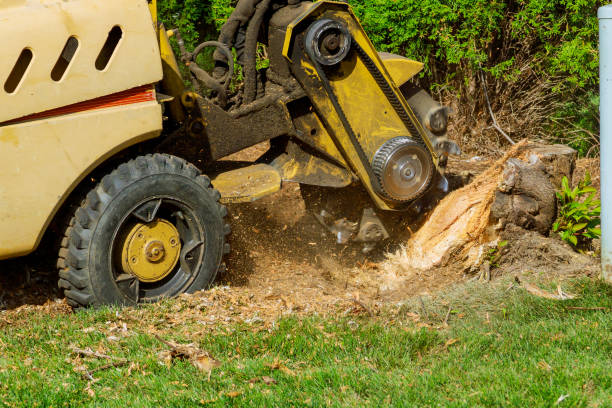 Best Affordable Tree Service  in St Joseph, MN